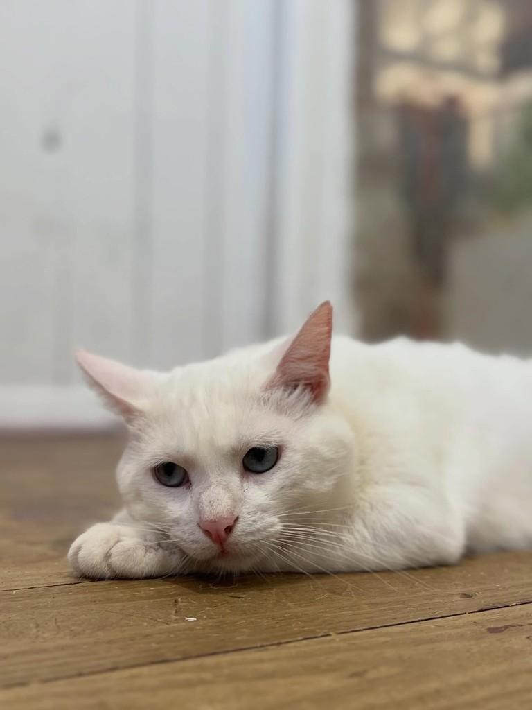 White, gato de porte pequeno para adoção em Xangri-lá - RS