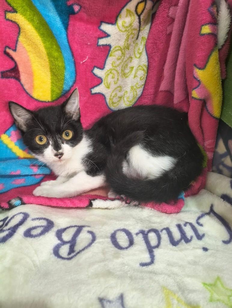 Alice, gata de porte pequeno para adoção em Xangri-lá - RS