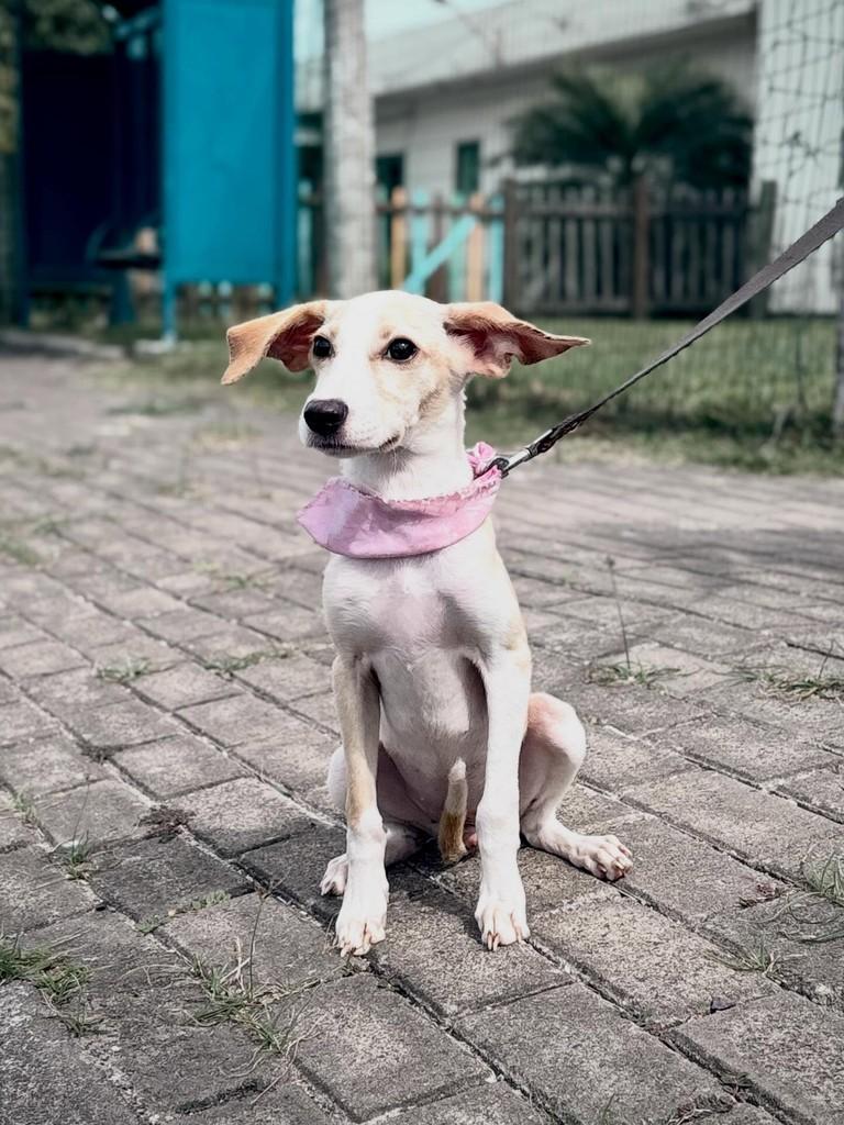 Rosinha, cachorro de porte pequeno para adoção em Xangri-lá - RS