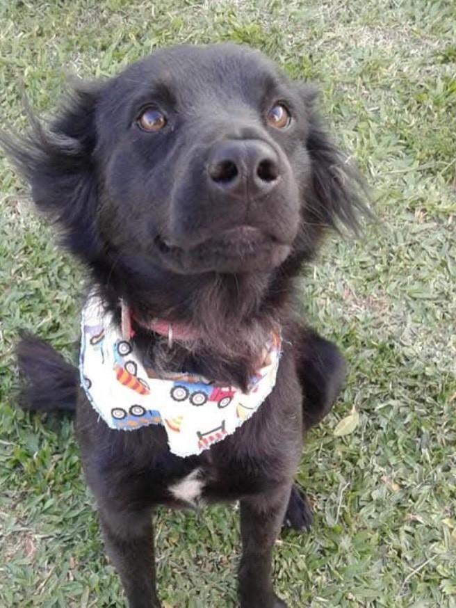Scooby, cachorro de porte médio para adoção em Xangri-lá - RS