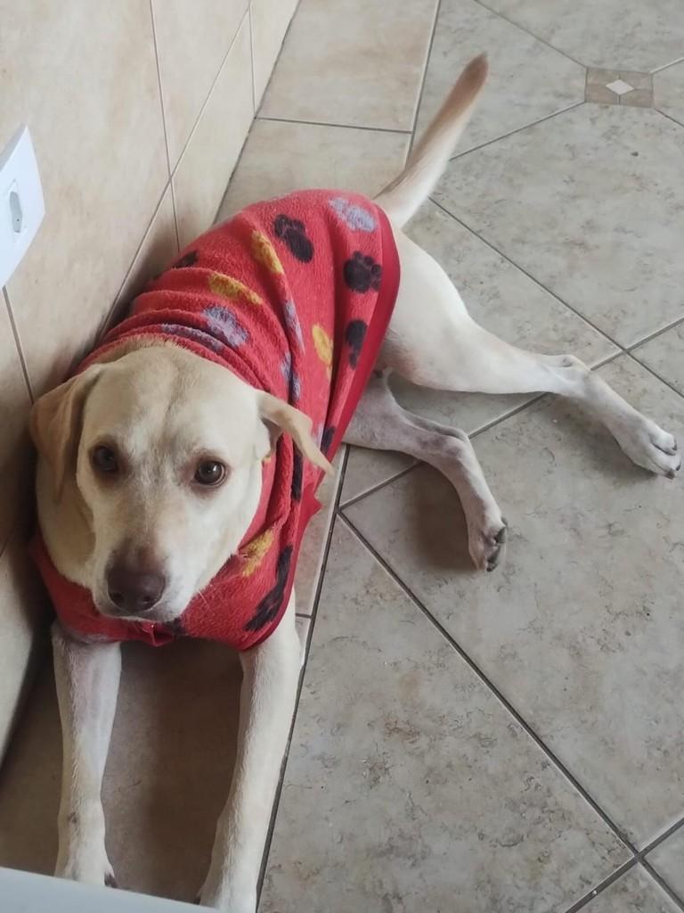 Mel, cachorro de porte médio para adoção em Xangri-lá - RS