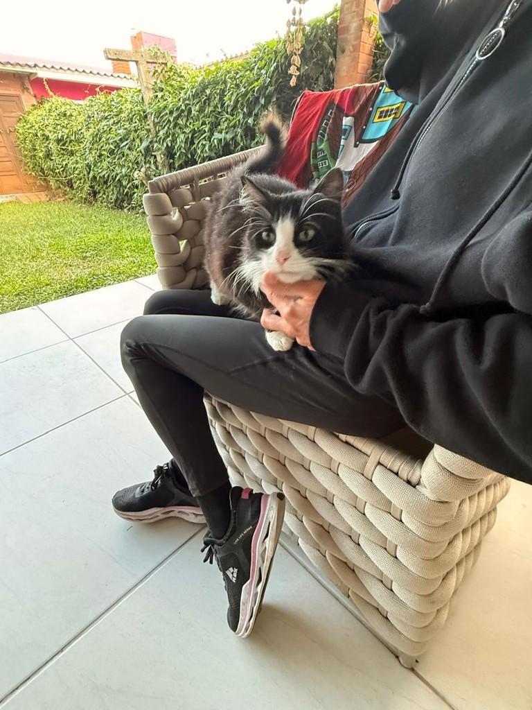 Biju, gato de porte pequeno para adoção em Xangri-lá - RS
