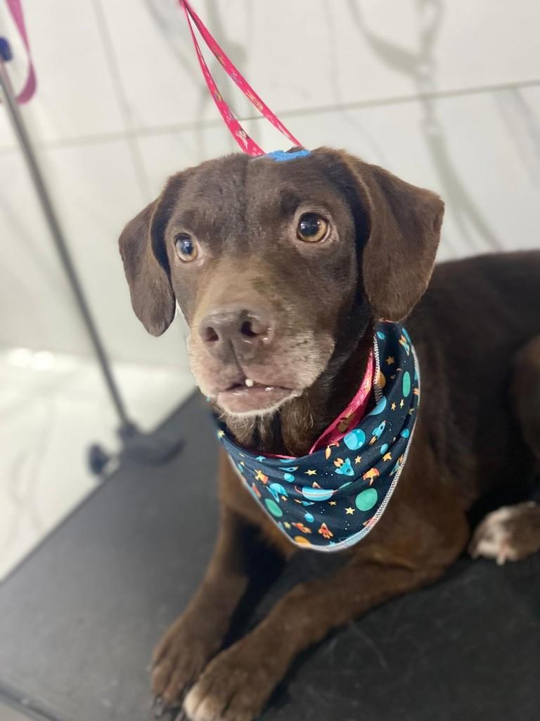 Dentinho, cachorro de porte médio para adoção em Xangri-lá - RS
