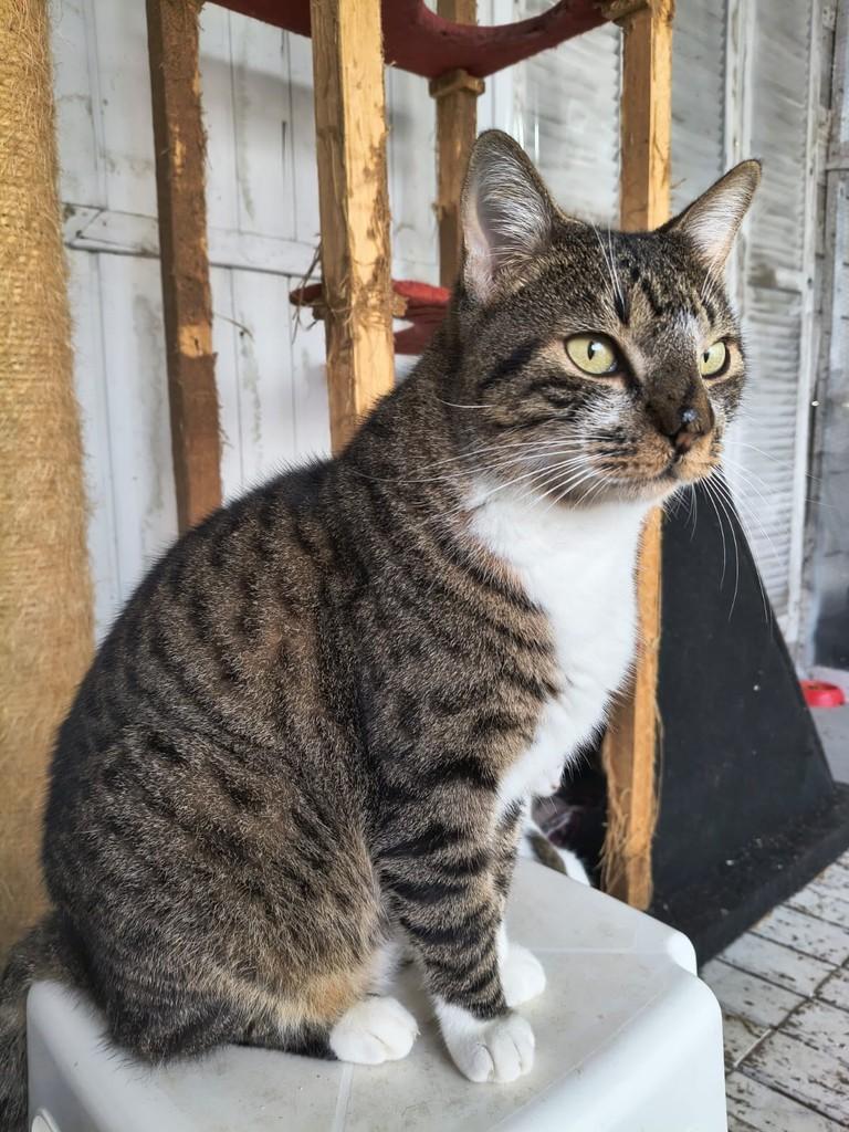Terrier, gato de porte pequeno para adoção em Xangri-lá - RS