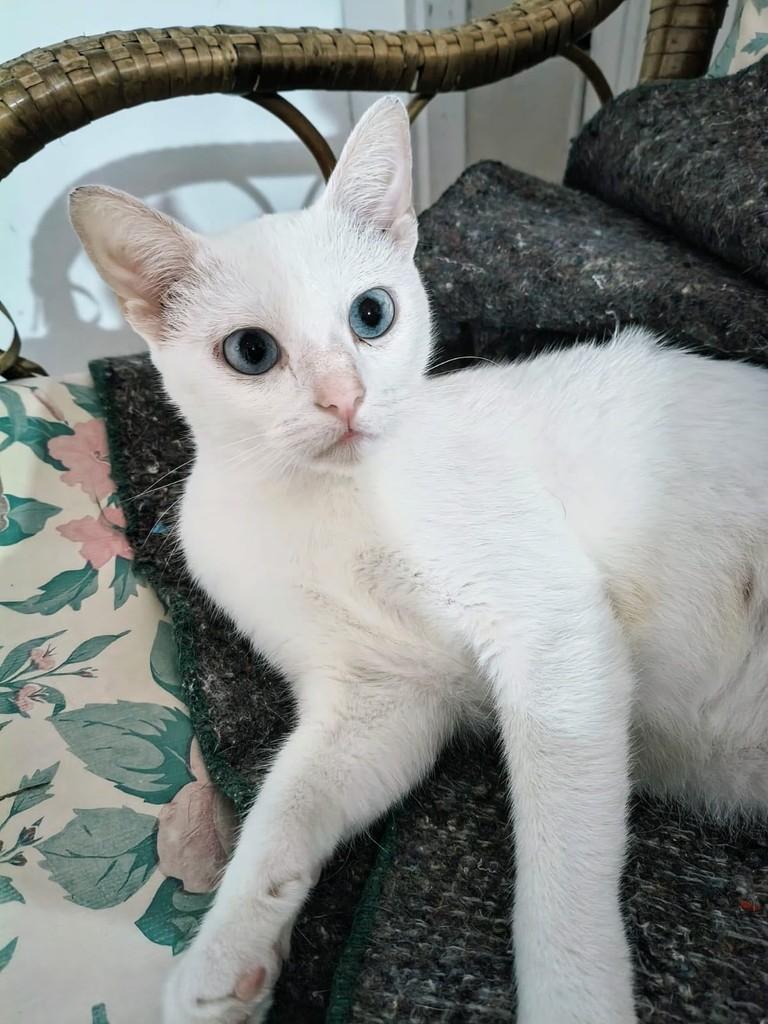 Kinder, gata de porte pequeno para adoção em Xangri-lá - RS