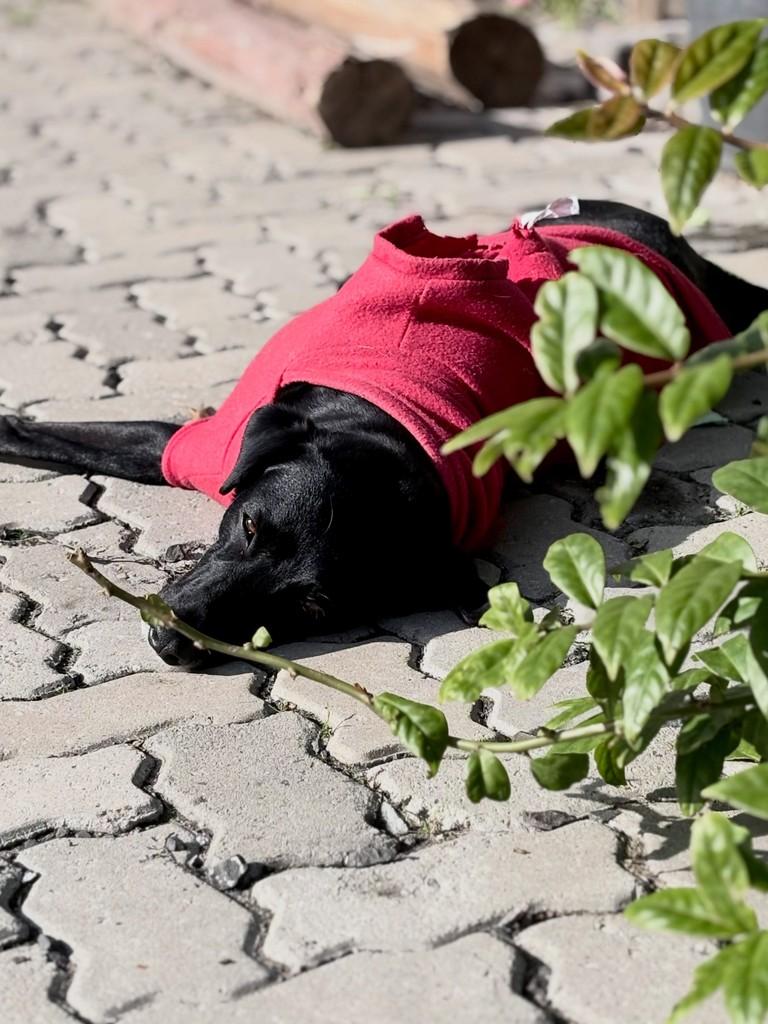 Chico, cachorro de porte pequeno para adoção em Xangri-lá - RS