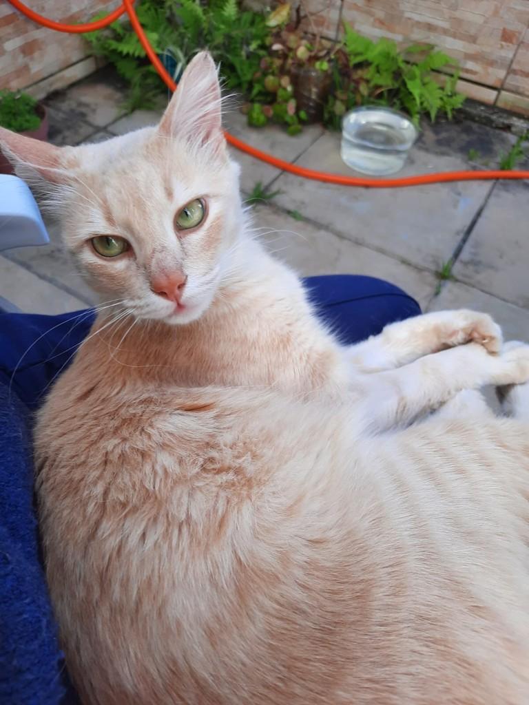 Lelo, gato de porte médio para adoção em Xangri-lá - RS