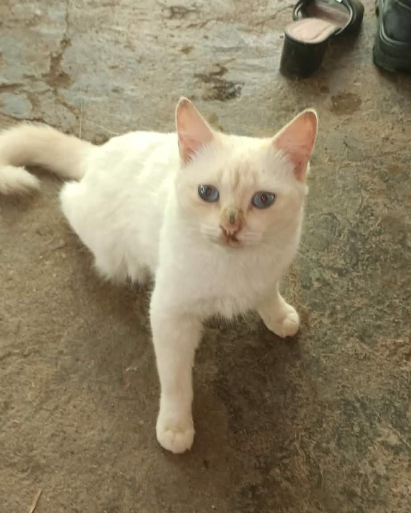 Jaraguá, gata de porte pequeno para adoção em Jaraguá do Sul - SC