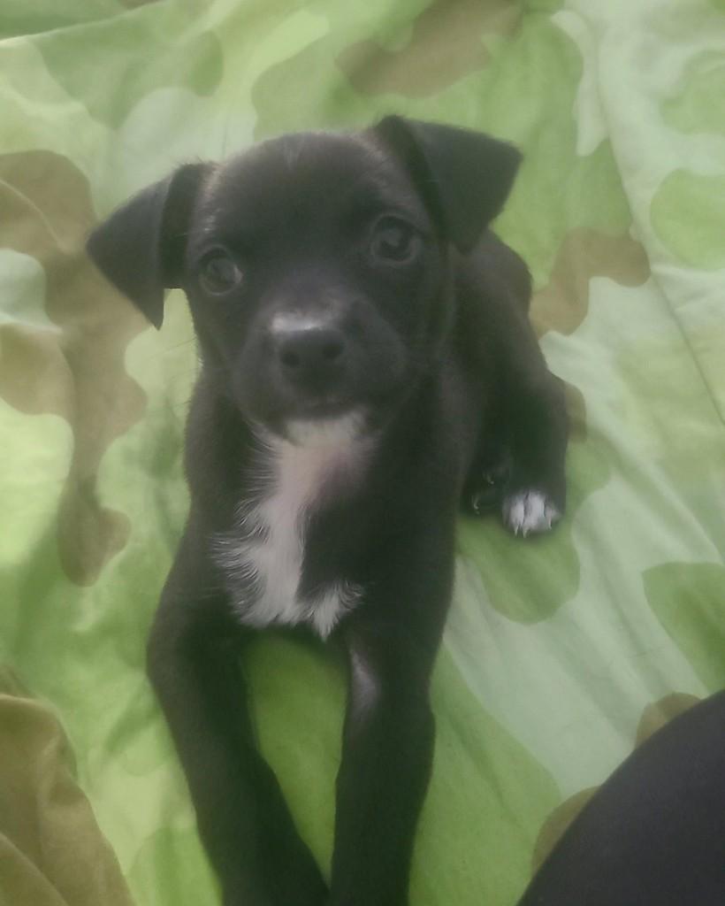 Ela, cadela de porte médio para adoção em Jaraguá do Sul - SC