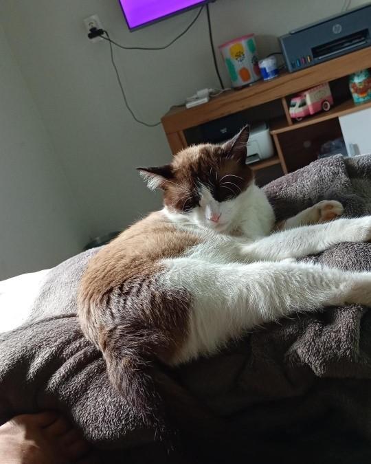 Salem, gato para adoção em Guaramirim - SC