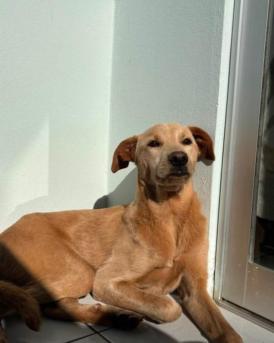 Bella, cachorro de porte médio para adoção em Jaraguá do Sul - SC