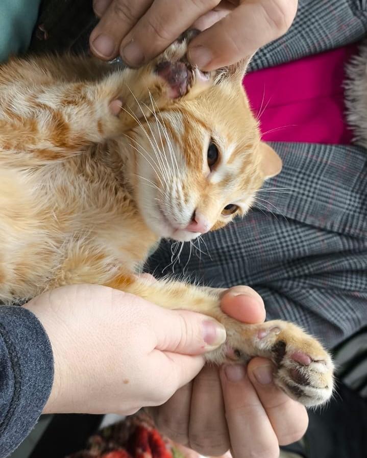 Ajapra, gato para adoção em Jaraguá do Sul - SC
