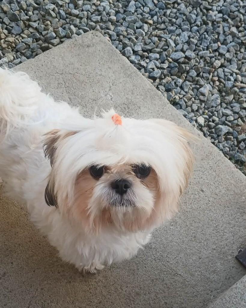 Amora, cachorro de porte pequeno para adoção em Jaraguá - GO