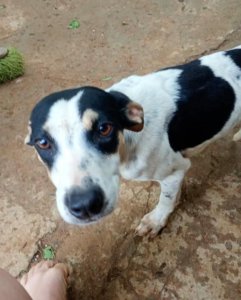 Ri, cachorro de porte médio para adoção em Jaraguá do Sul - SC
