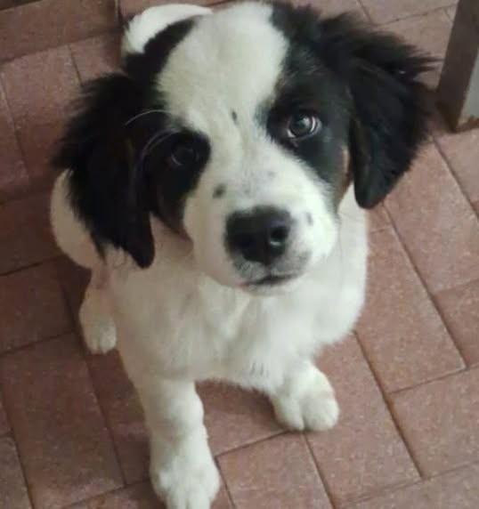 Ajapra, cachorro de porte médio para adoção em Jaraguá do Sul - SC
