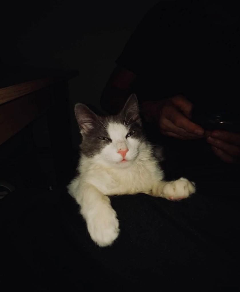 Joaquim, gato de porte pequeno para adoção em Jaraguá do Sul - SC