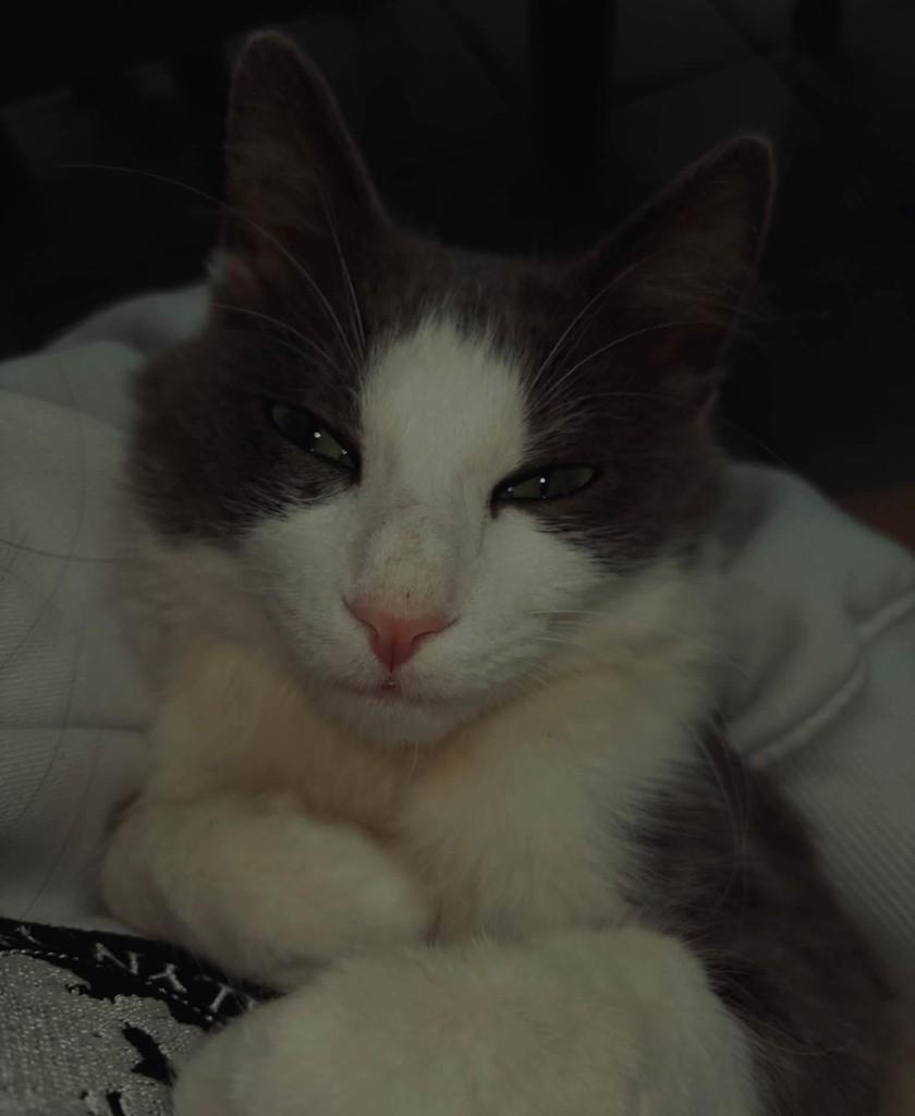 Joaquim, gato de porte pequeno para adoção em Jaraguá do Sul - SC — foto 2 de 2