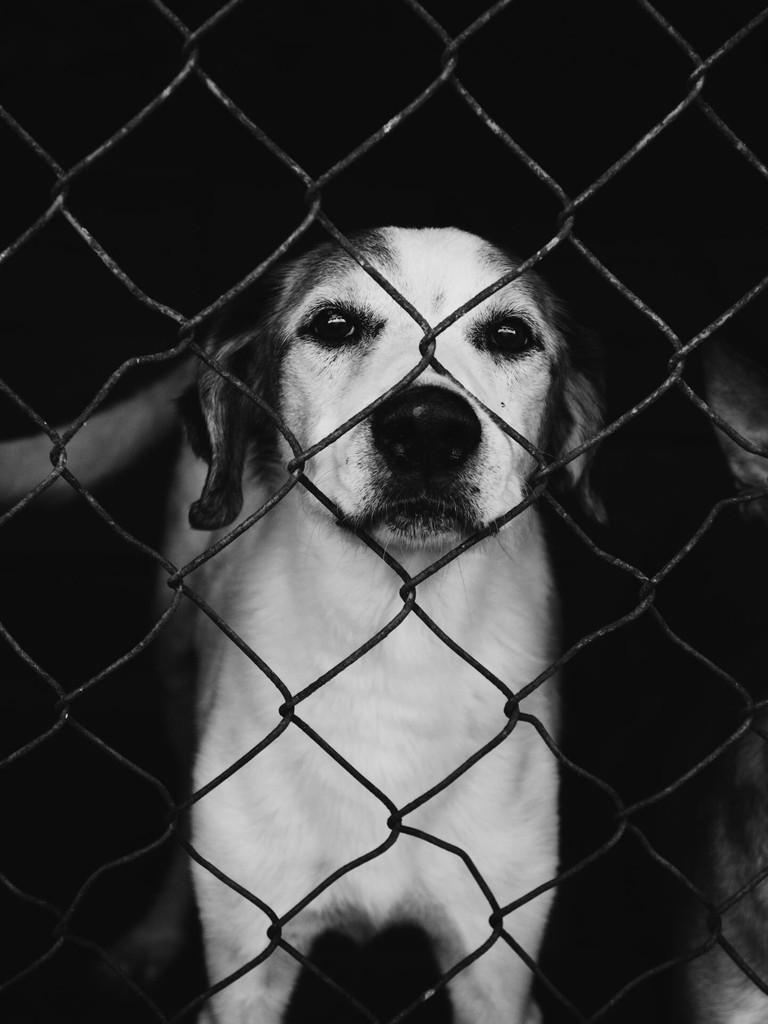 Silver, cachorro de porte médio para adoção em Salto - SP