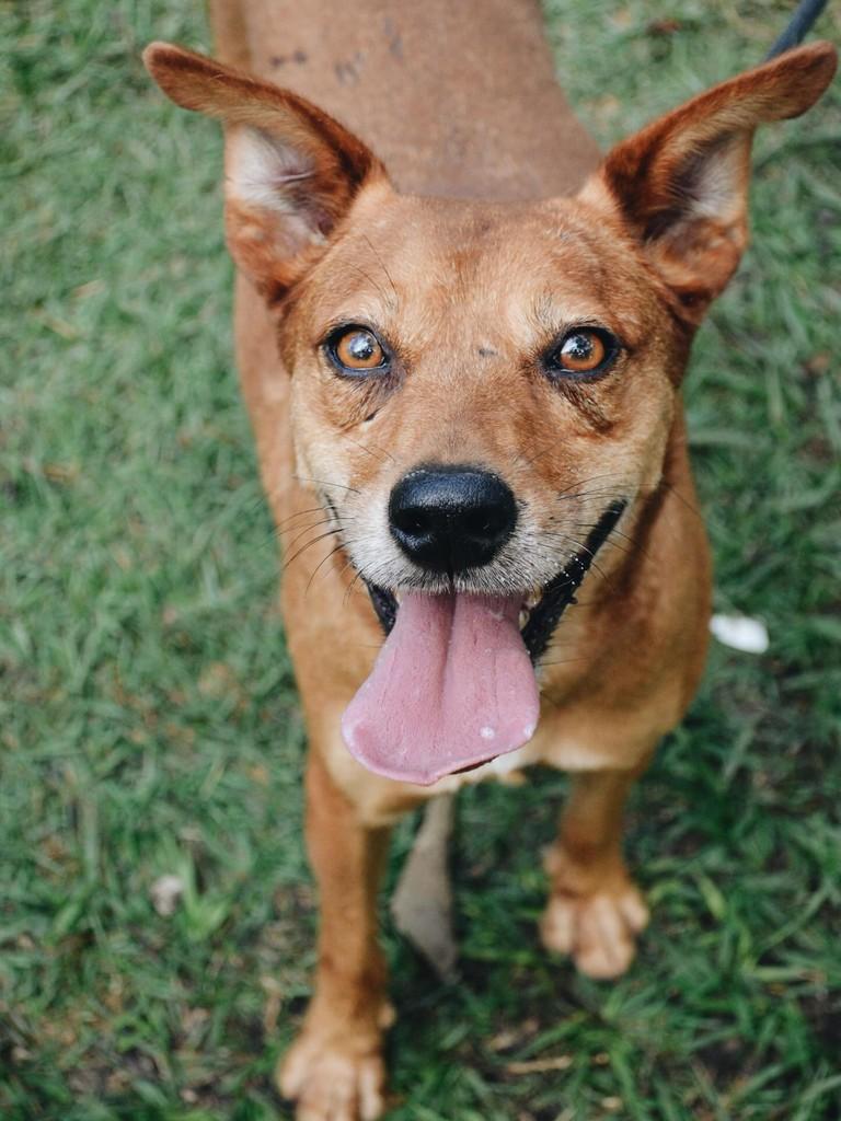 Caju, cachorro de porte médio para adoção em Salto - SP