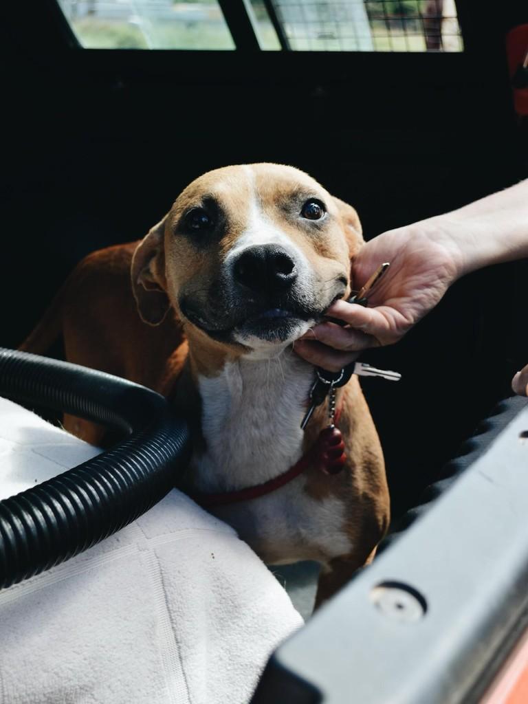 Mãezinha, cachorro de porte médio para adoção em Salto - SP