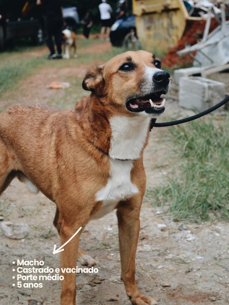 Josias, cachorro de porte médio para adoção em Salto - SP