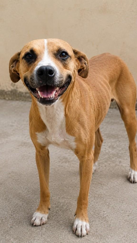 Adotada!, cachorro de porte médio para adoção em Salto - SP