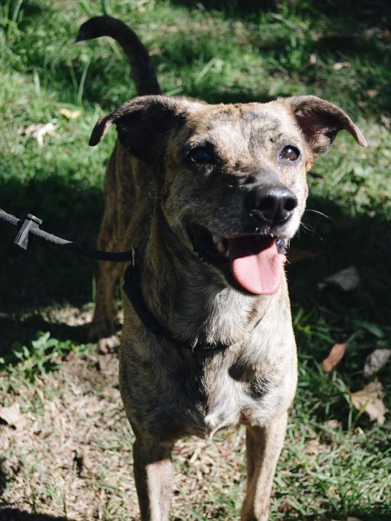 Plínio, cachorro de porte médio para adoção em Salto - SP