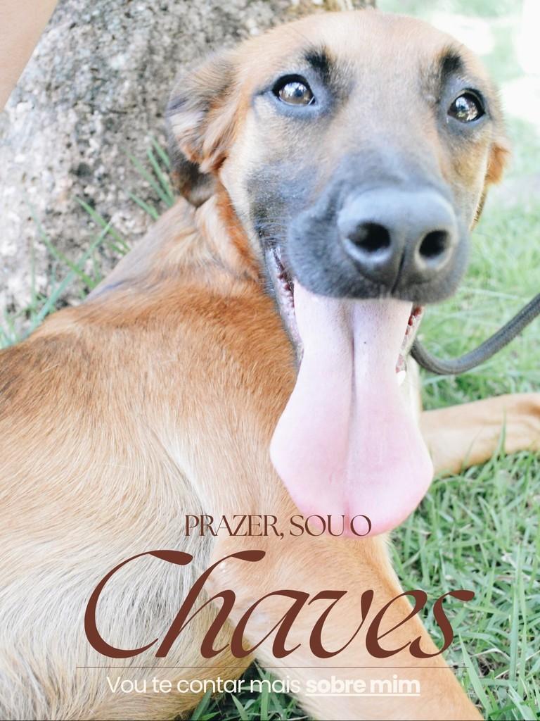 Chaves, cachorro de porte médio para adoção em Salto - SP