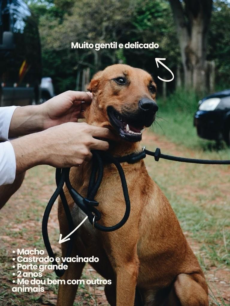 Nho Nho, cachorro de porte grande para adoção em Salto - SP