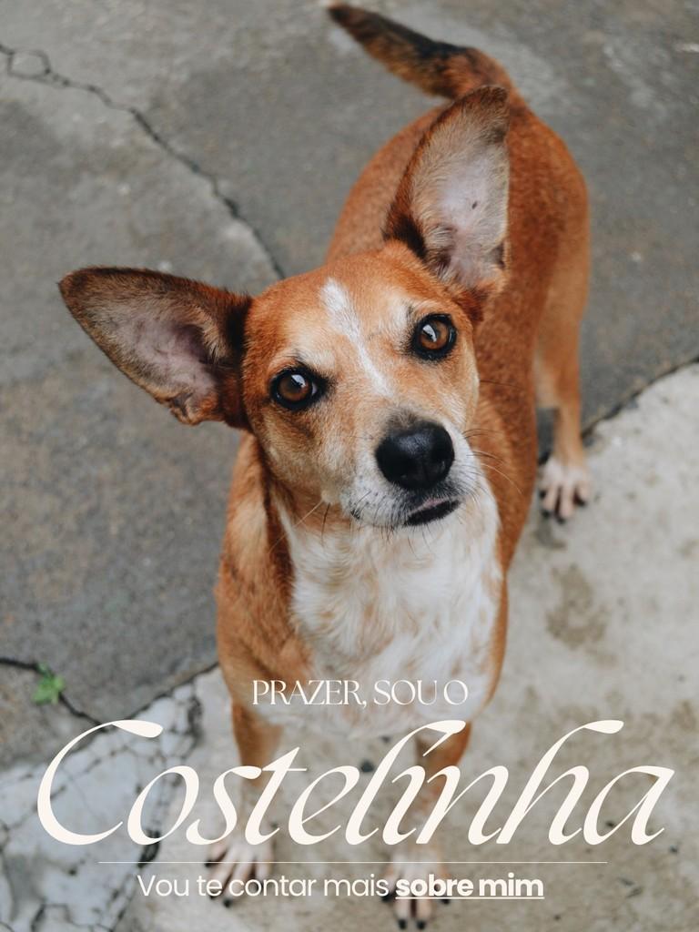 Costelinha, cachorro de porte médio para adoção em Salto - SP