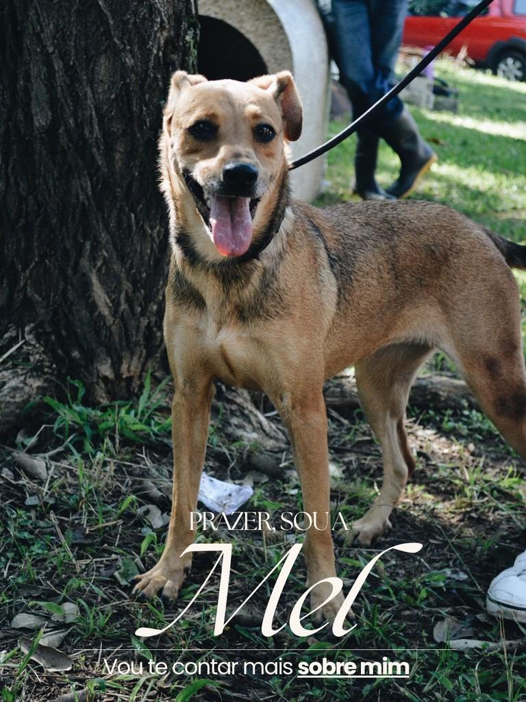 Mel, cachorro de porte médio para adoção em Salto - SP