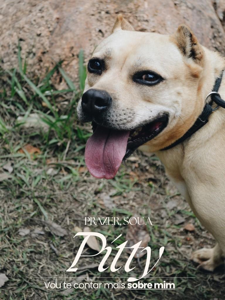 Pitty, cadela de porte médio para adoção em Salto - SP
