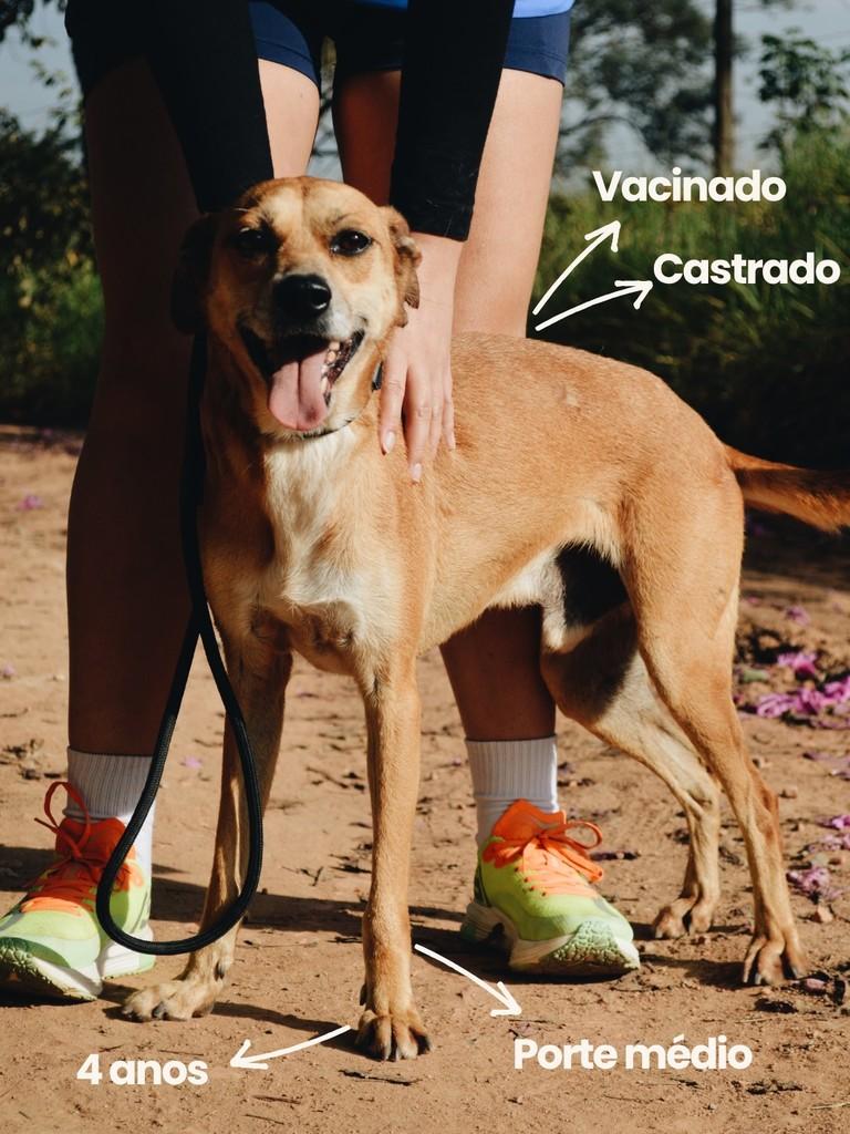 Madruga, cachorro de porte médio para adoção em Salto - SP