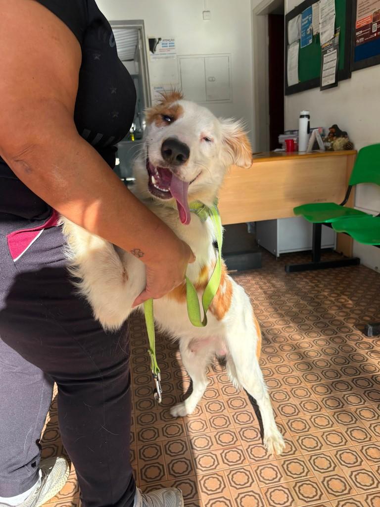 Matt, cachorro de porte médio para adoção em Salto - SP