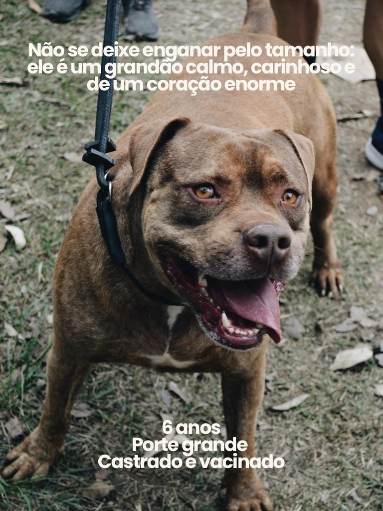 Bradock, cachorro de porte grande para adoção em Salto - SP