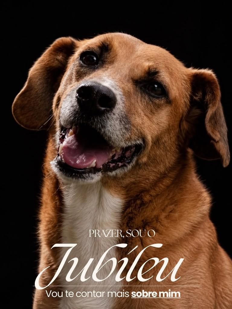 Jubileu, cachorro de porte médio para adoção em Salto - SP