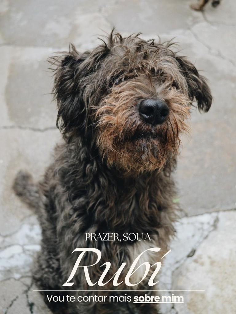 Rubi, cachorro de porte médio para adoção em Salto - SP