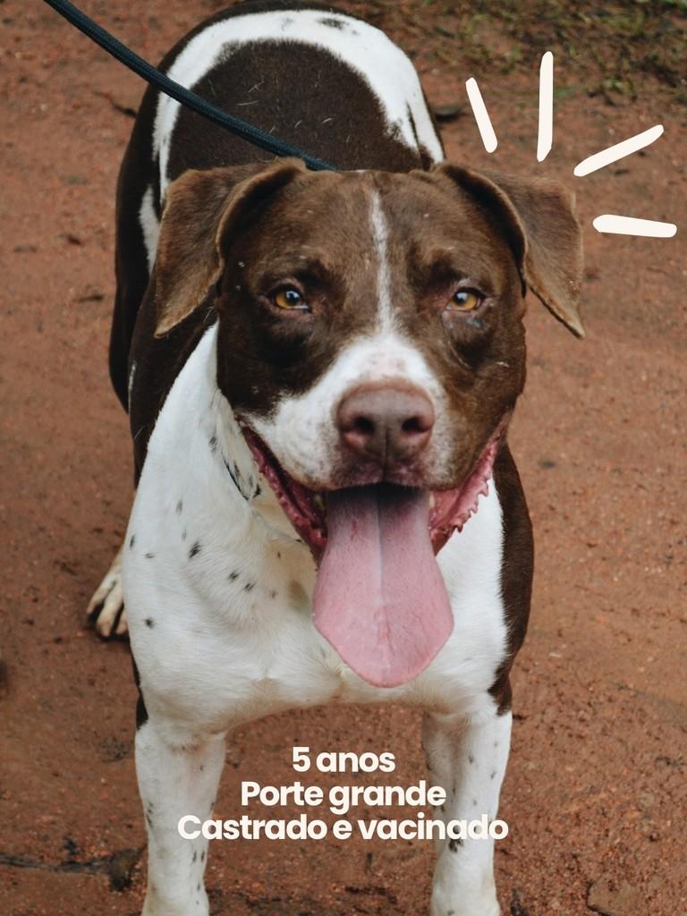 Nero, cachorro de porte grande para adoção em Salto - SP