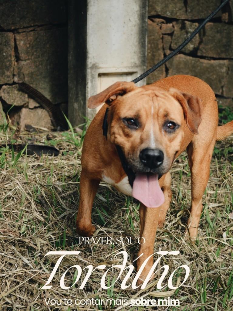 Tordilho, cachorro de porte médio para adoção em Salto - SP