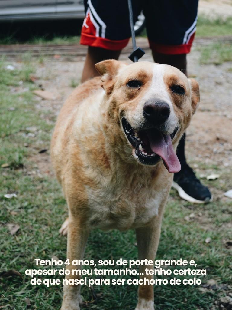 Fubá, cachorro de porte grande para adoção em Salto - SP