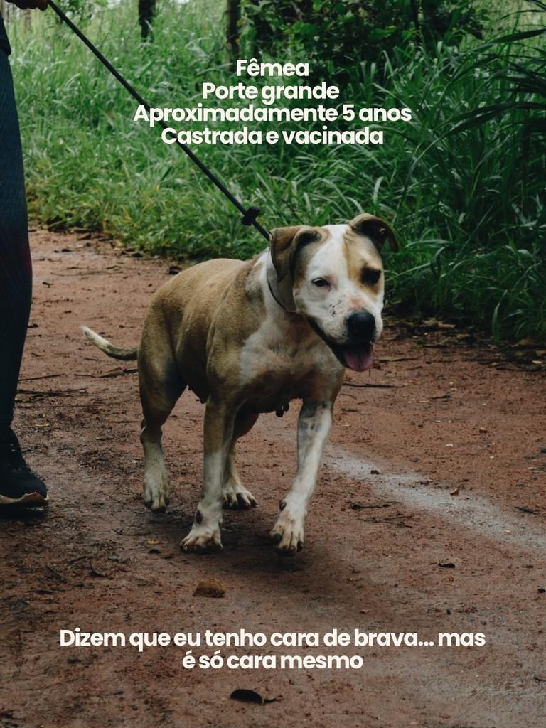 Madalena, cadela de porte grande para adoção em Salto - SP