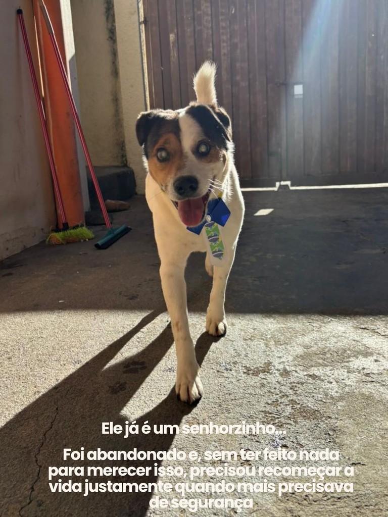 Magoo, cachorro de porte médio para adoção em Salto - SP