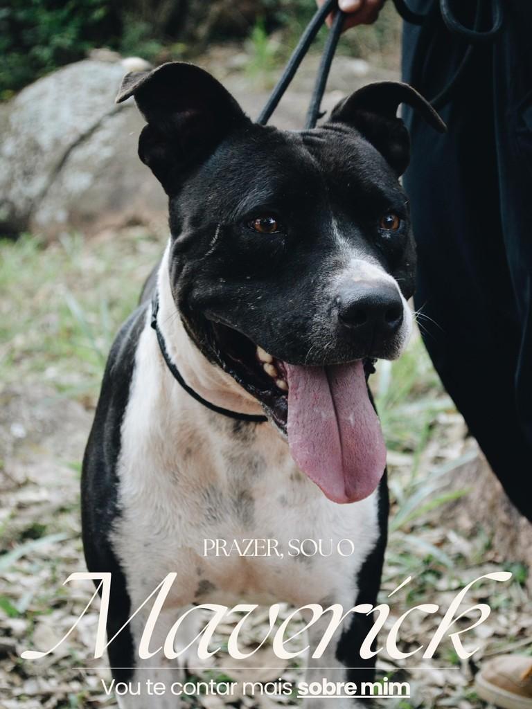 Maverick, cachorro de porte grande para adoção em Salto - SP