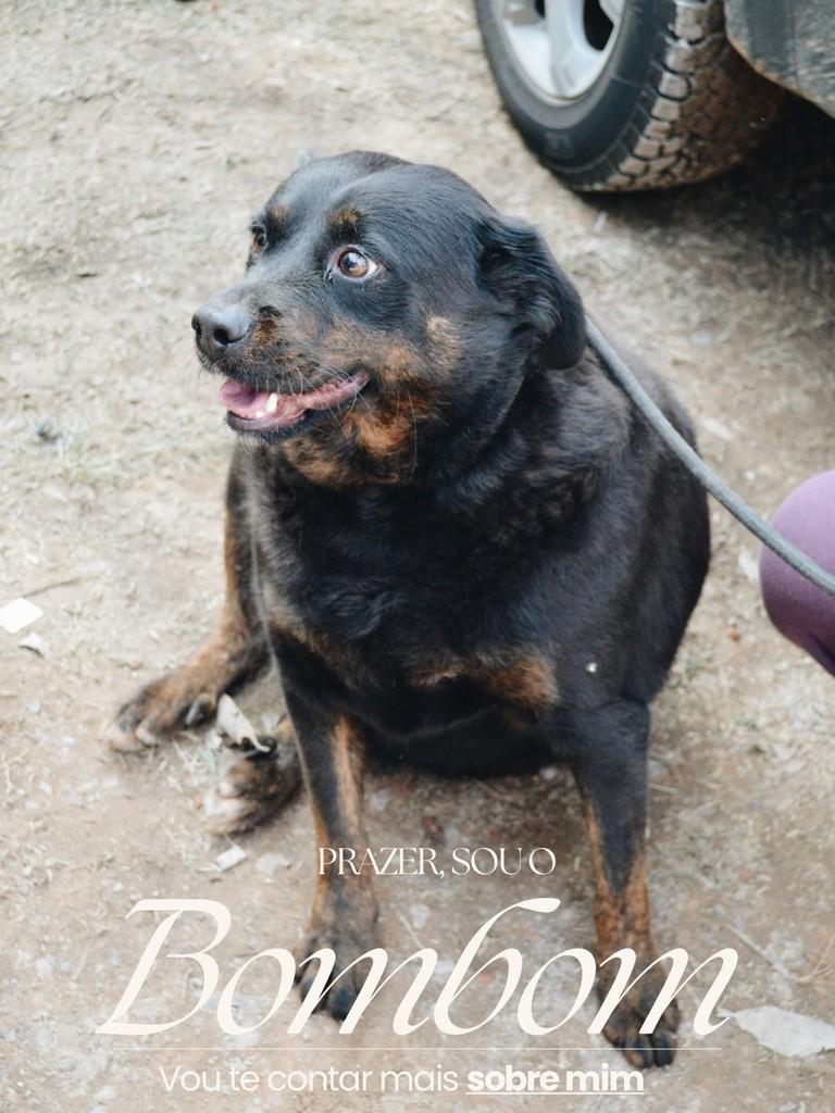 Bombom, cachorro de porte médio para adoção em Salto - SP