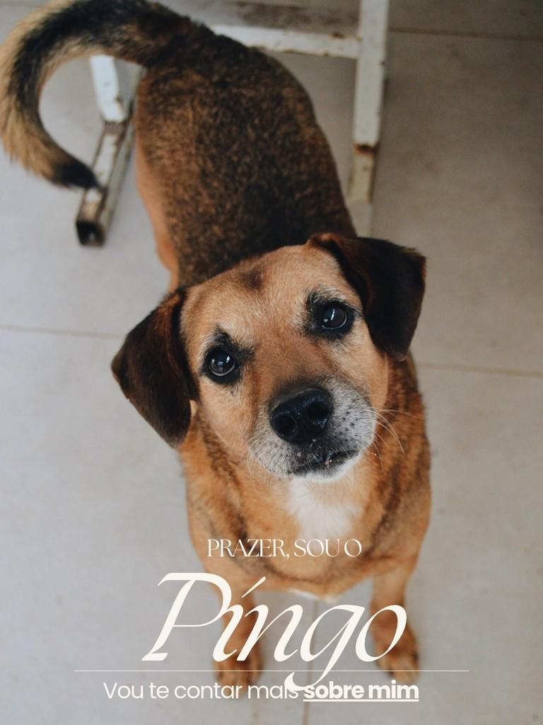 Pingo, cachorro de porte pequeno para adoção em Salto - SP