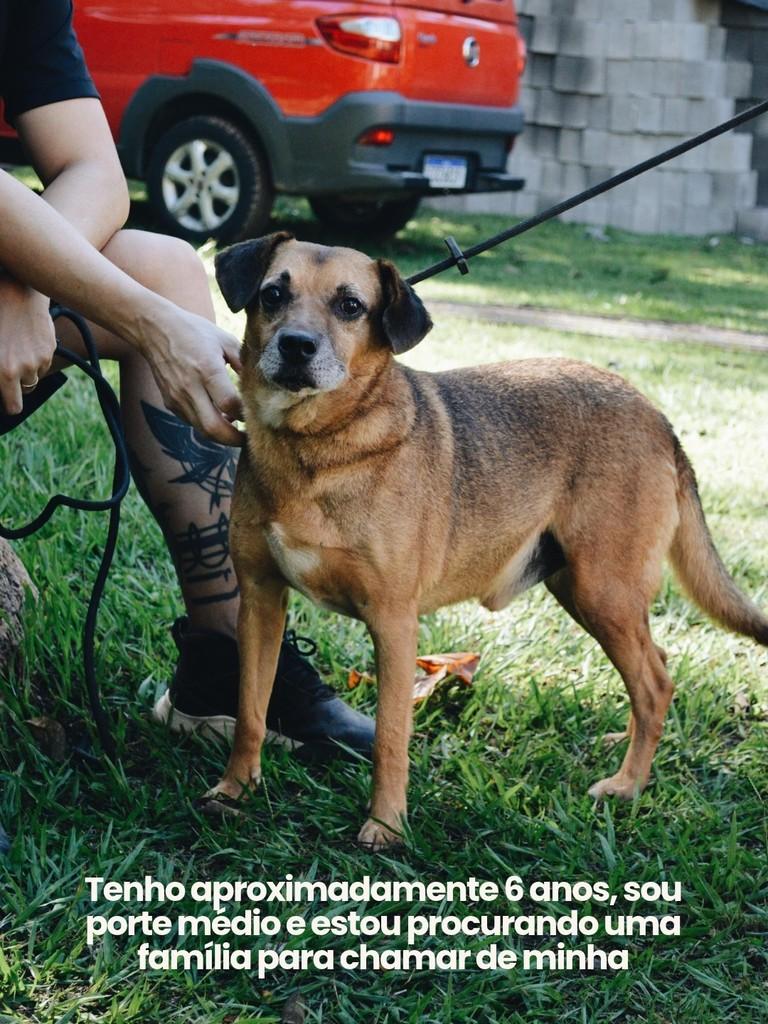 Pingo, cachorro de porte pequeno para adoção em Salto - SP — foto 2 de 5