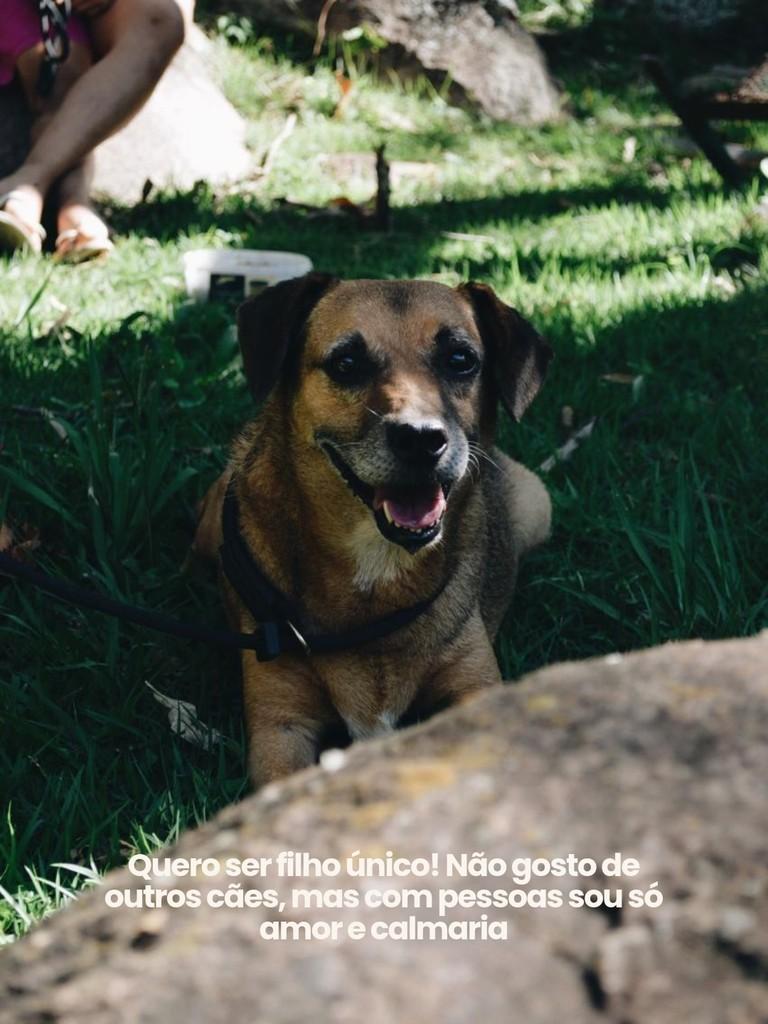 Pingo, cachorro de porte pequeno para adoção em Salto - SP — foto 3 de 5
