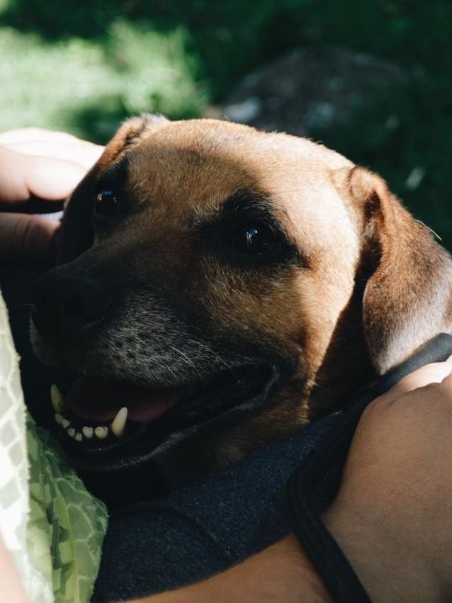 Pingo, cachorro de porte pequeno para adoção em Salto - SP — foto 4 de 5