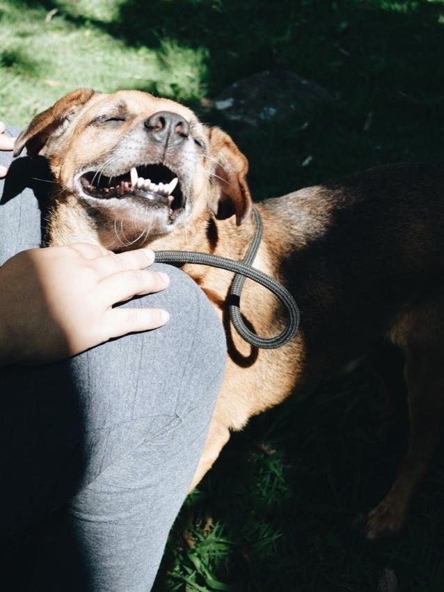 Pingo, cachorro de porte pequeno para adoção em Salto - SP — foto 5 de 5