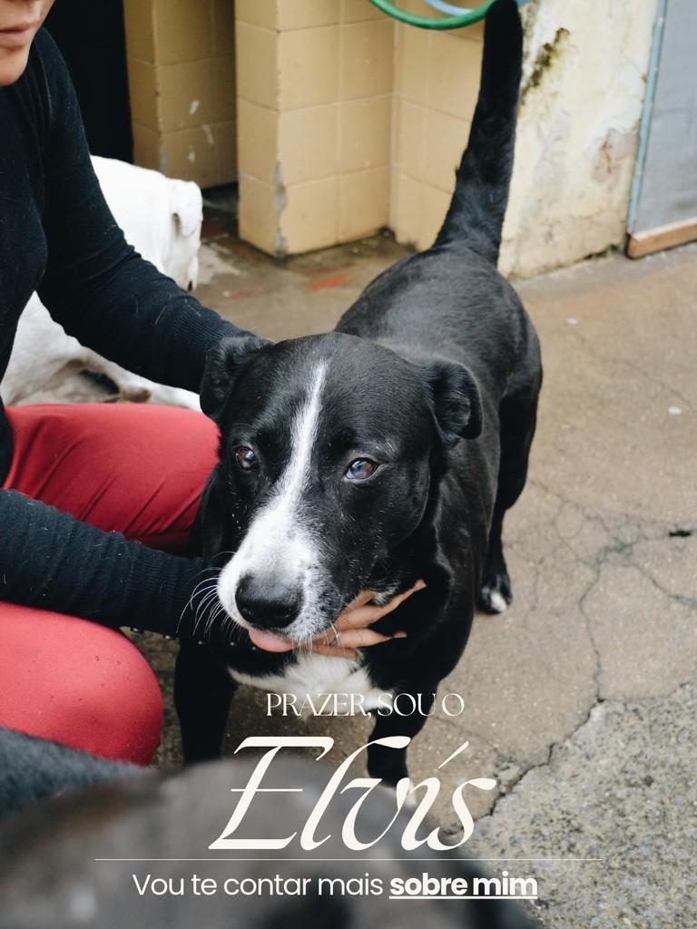 Elvis, cachorro de porte médio para adoção em Salto - SP
